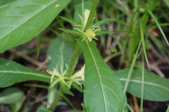 Triosteum angustifolium
