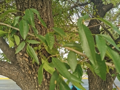 Fraxinus berlandieriana