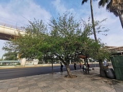 Fraxinus berlandieriana