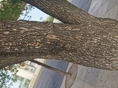 Fraxinus berlandieriana