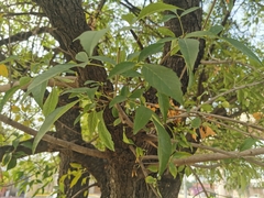 Fraxinus berlandieriana