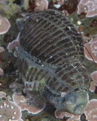 Acanthinucella