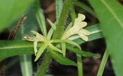 Triosteum angustifolium