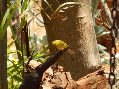 Zosterops anderssoni anderssoni