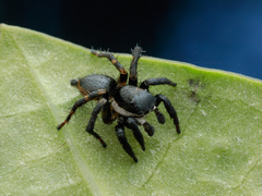 Stenaelurillus albus