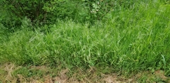 Bromus rigidus