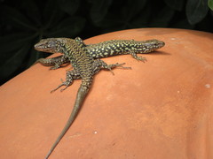Podarcis muralis