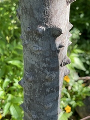 Zanthoxylum arborescens