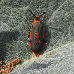 Eichlinia grande