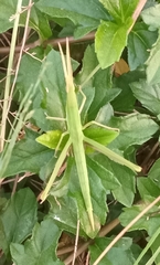 Acrida cinerea