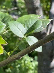 Zanthoxylum arborescens