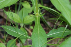 Triosteum angustifolium