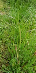 Bromus rigidus
