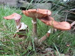 Armillaria