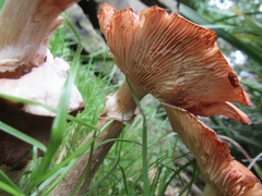 Armillaria