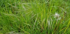 Bromus rigidus