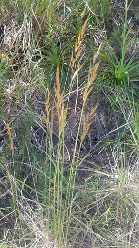 Image of Sorghastrum Pellitum (Sorghastrum pellitum) by no rights reserved