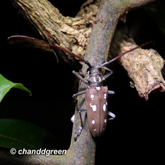Batocera rubus