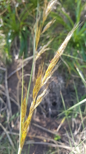 Image of Sorghastrum Pellitum (Sorghastrum pellitum) by no rights reserved
