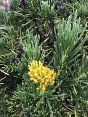 Senecio barbertonicus