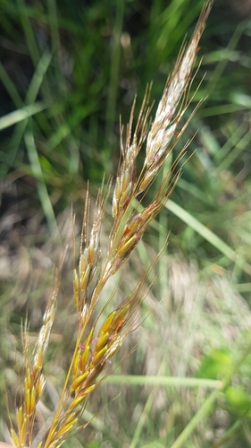 Image of Sorghastrum Pellitum (Sorghastrum pellitum) by no rights reserved