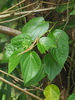 Betel Leaf - Photo no rights reserved, uploaded by 葉子