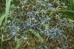 Eryngium caeruleum