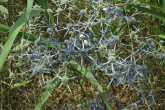 Eryngium caeruleum