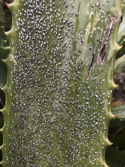 Duplachionaspis exalbida