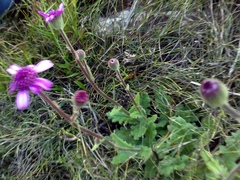 Senecio speciosus