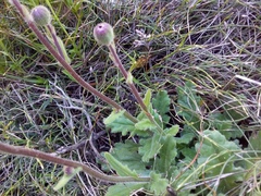 Senecio speciosus