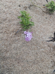 Stevia satureiifolia