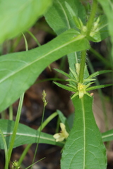 Triosteum angustifolium
