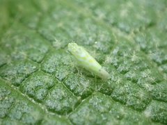 Micantulina stigmatipennis