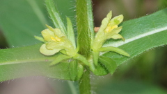 Triosteum angustifolium
