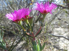Lampranthus stenopetalus