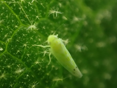 Micantulina stigmatipennis