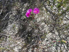 Lampranthus stenopetalus