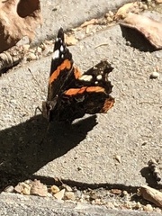Vanessa atalanta