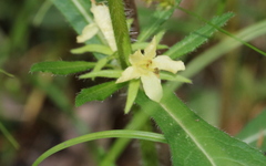 Triosteum angustifolium