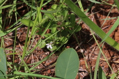 Dyschoriste burchellii