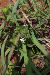 Dyschoriste burchellii