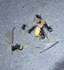 Camponotus mus