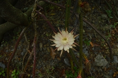 Selenicereus spinulosus