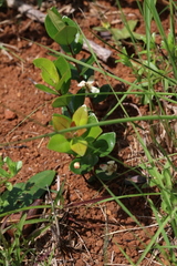 Eugenia albanensis