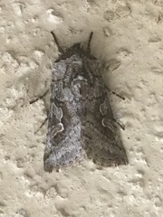 Stretchia plusiaeformis