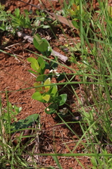 Eugenia albanensis