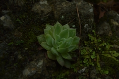 Echeveria simulans