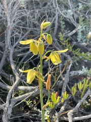 Albuca juncifolia