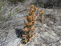 Wachendorfia multiflora